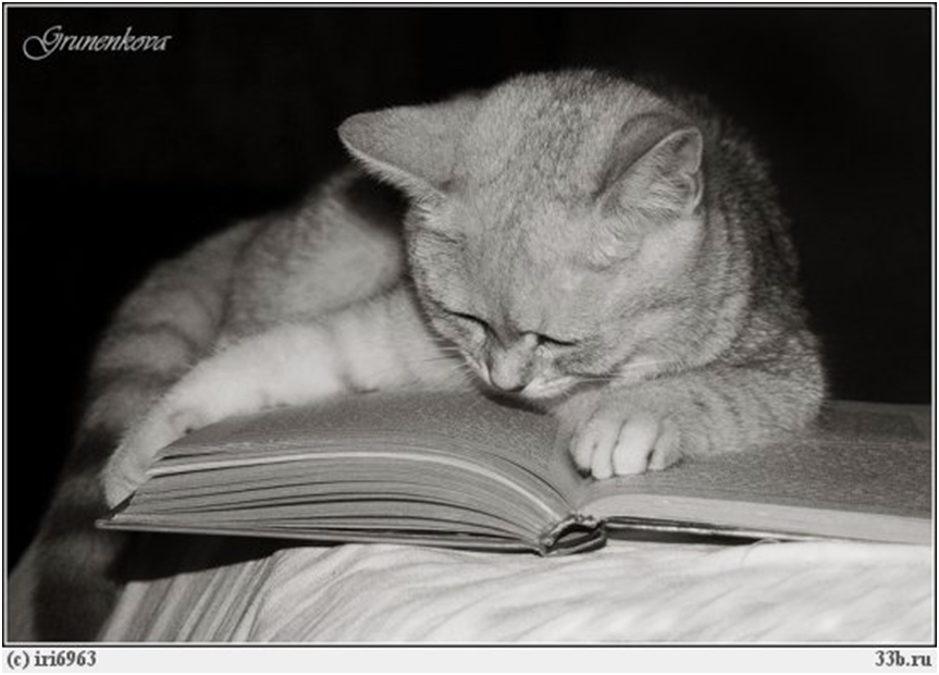 Фотография. Кошки и книги.